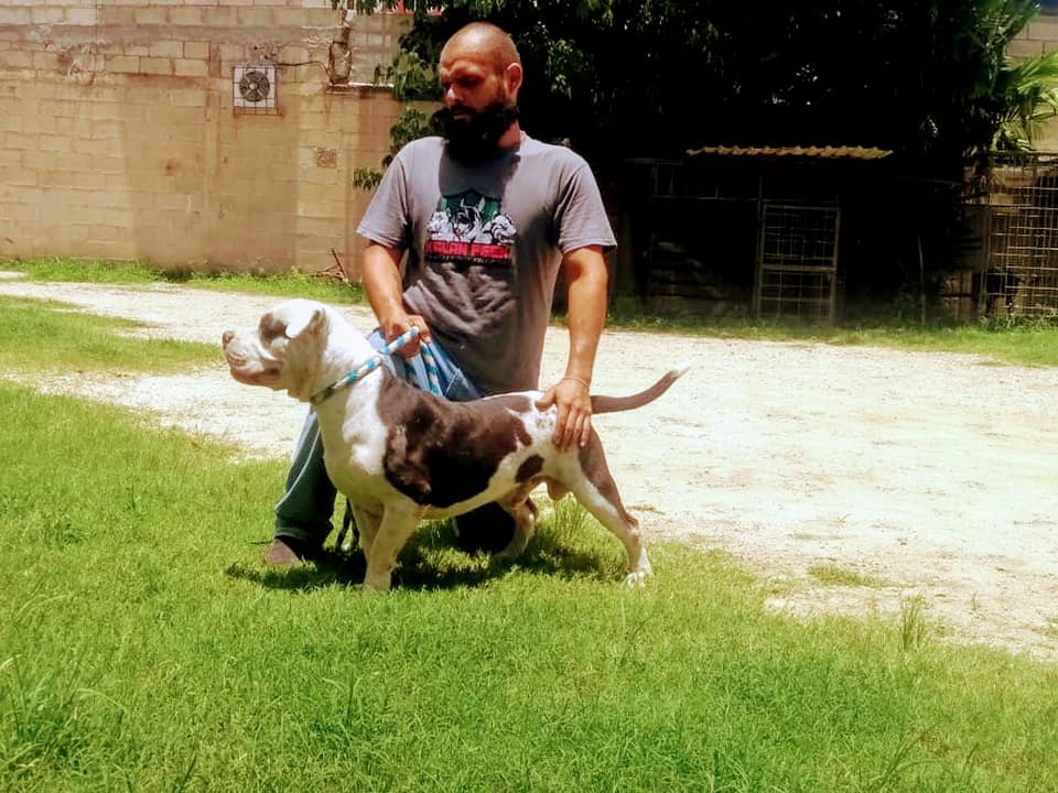 entrenador canino en merida cerca de mi