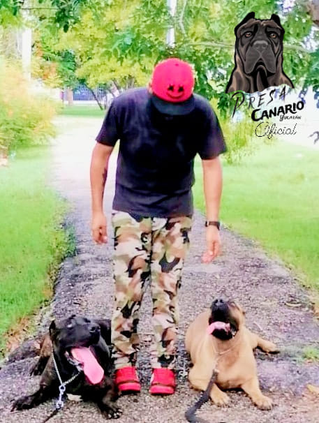 entrenador canino en merida yucatan