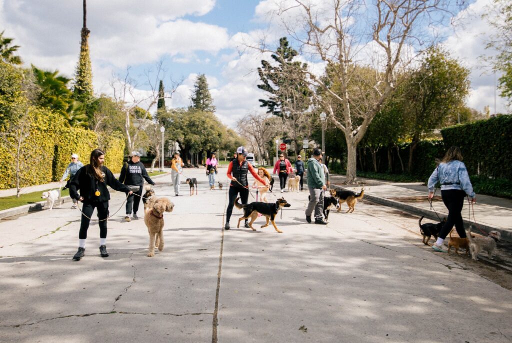 mejor escuela de entramiento canino en merida