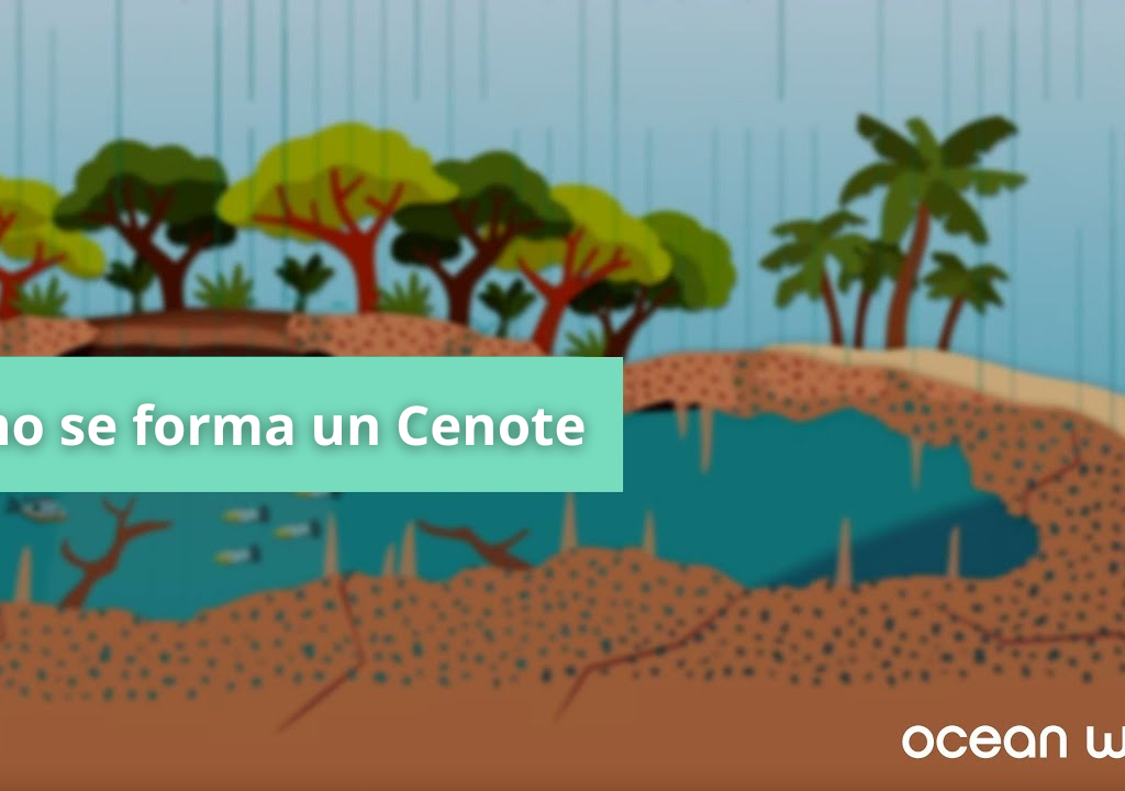 como se forma un cenote